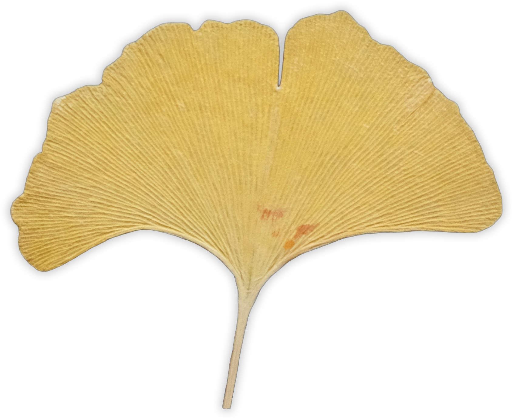 Gingko Leaf